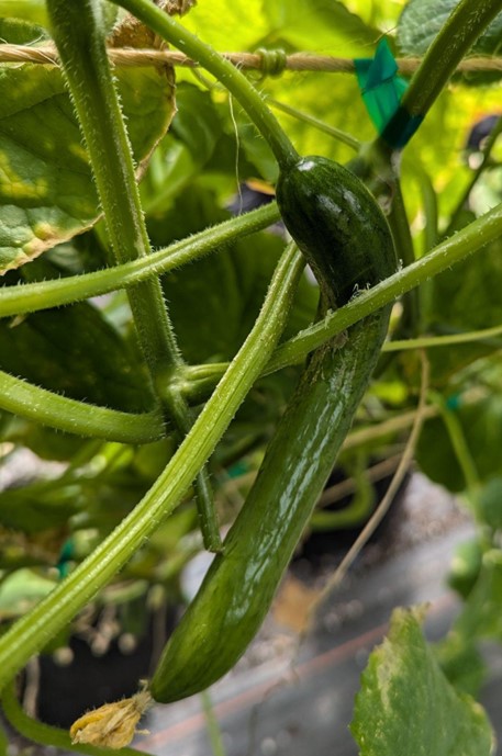 A curved cucumber.